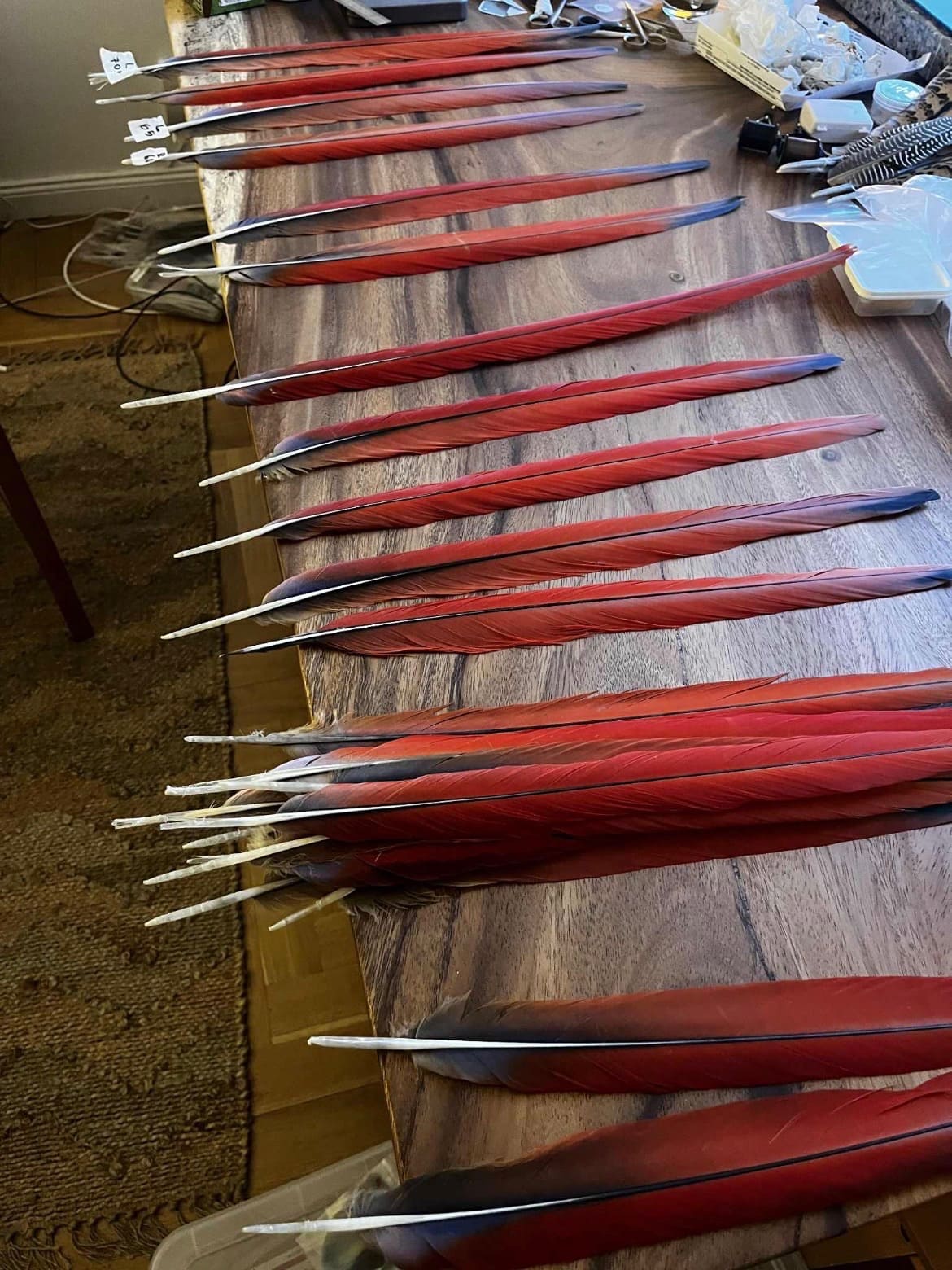 Natural and dyed macaw tail feathers laid side by side