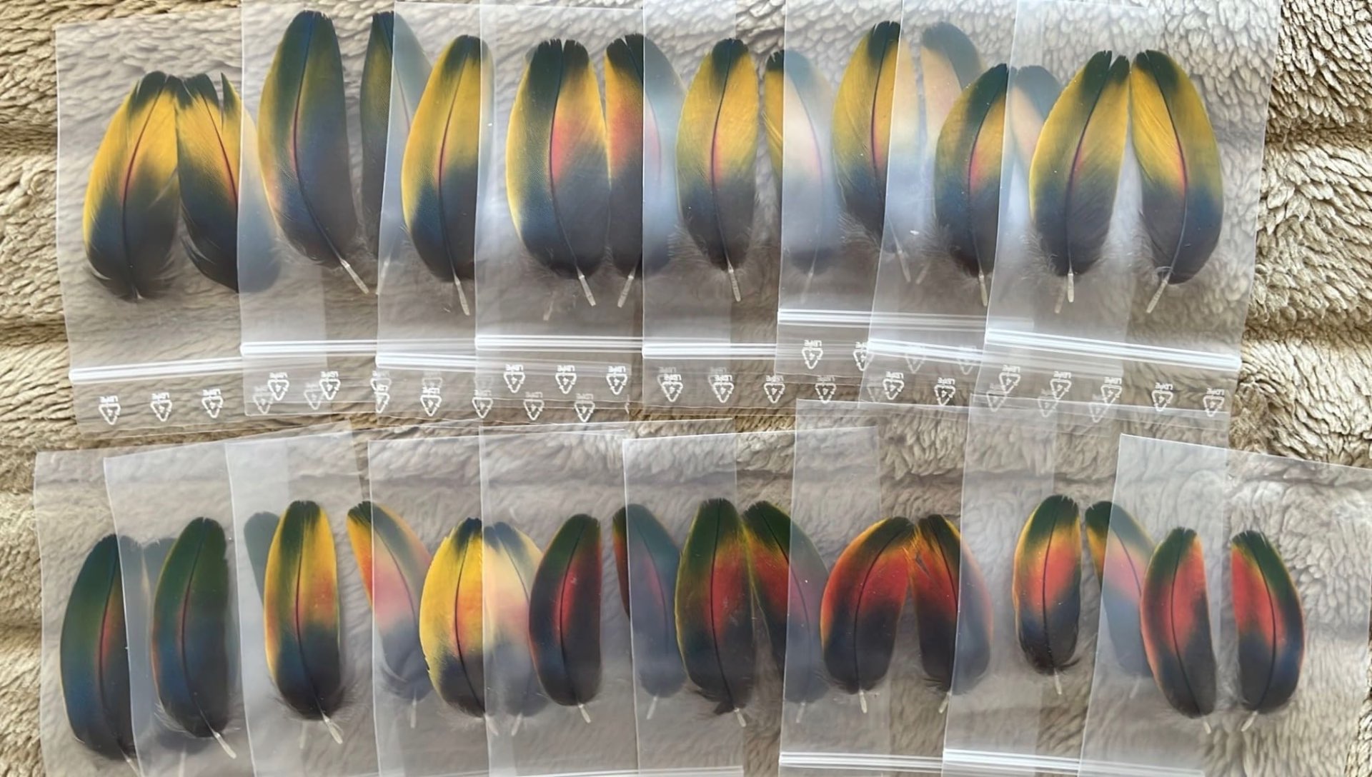 Vibrant parrot feather pairs prepared for classic salmon fly tying