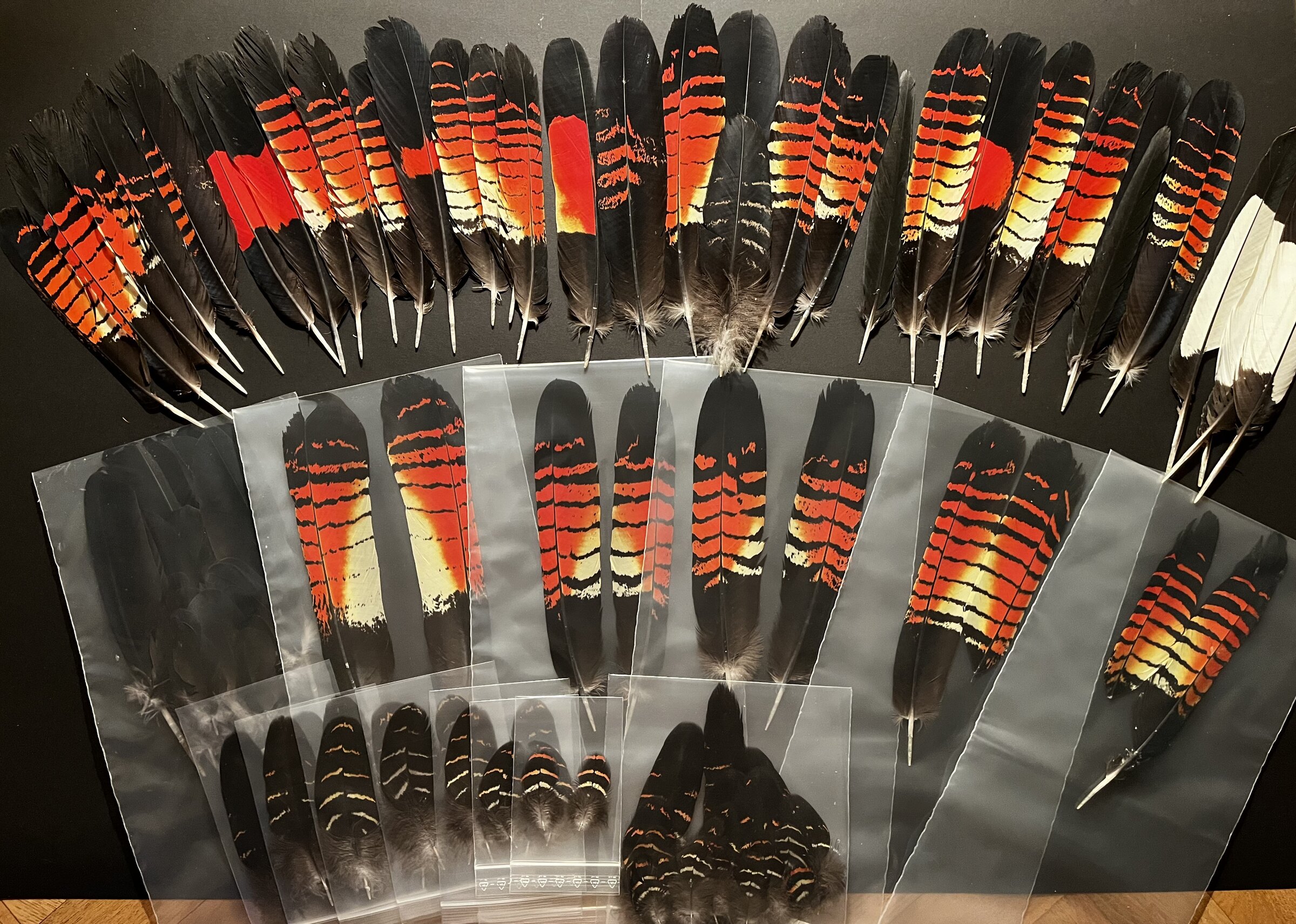 A private archive of rare feathers individually sleeved on a collector's bench
