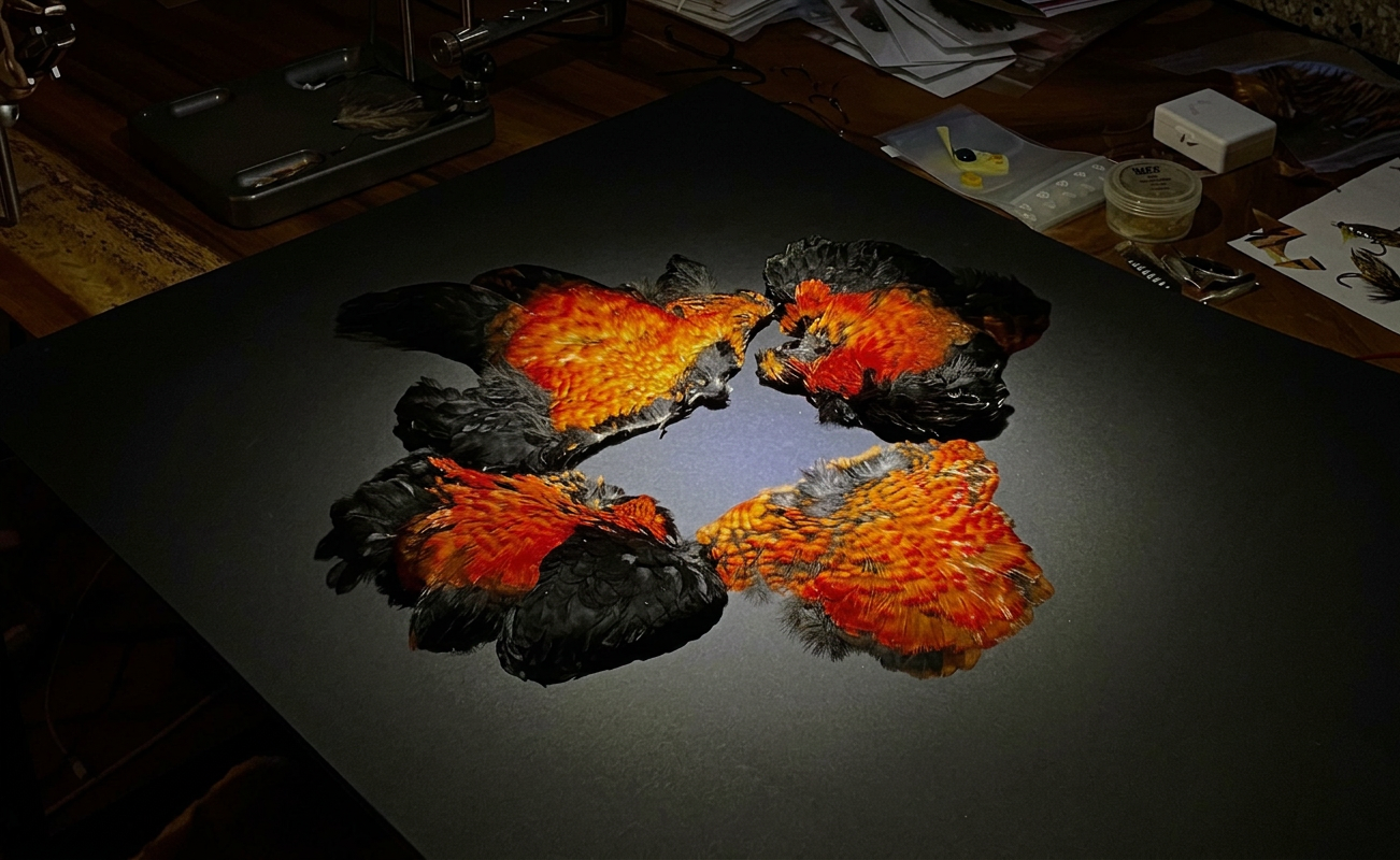 A tier's workshop with cotinga and other classic fly tying feathers